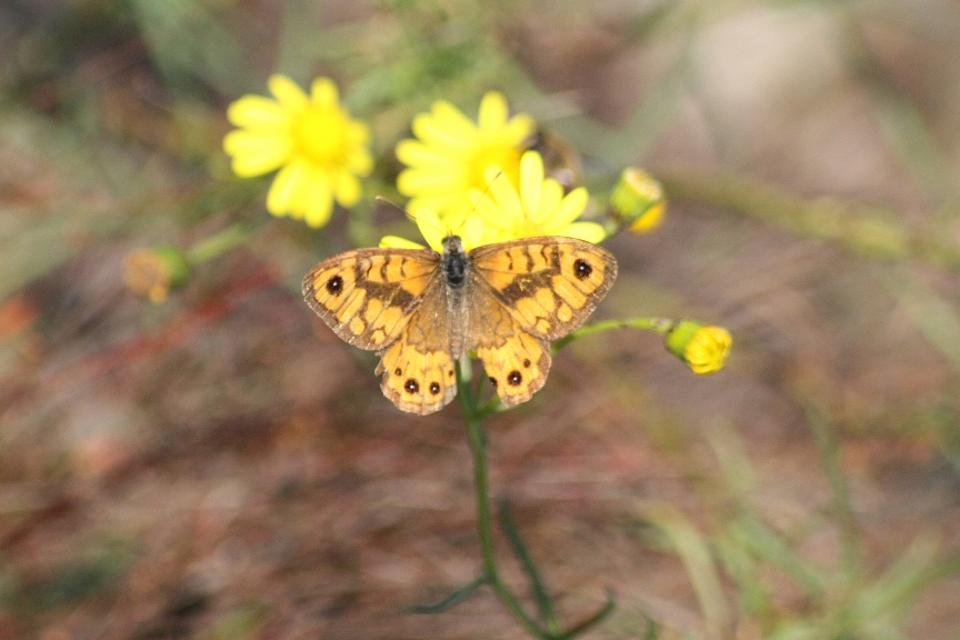 Ninfalidi e Ninfalidi satiridi